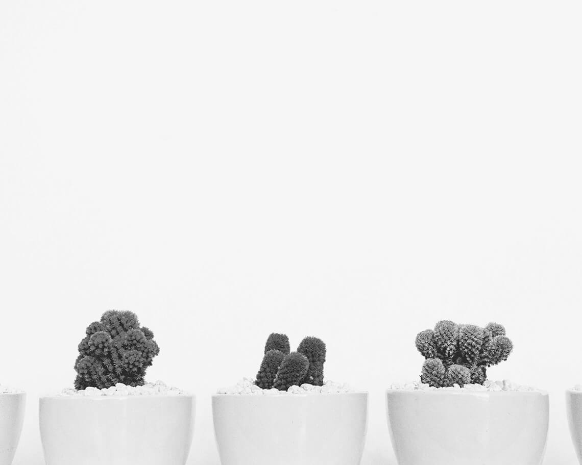 How to Grow Cactuses